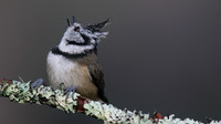 Crested Tit, Loch Garten, Feb 2016