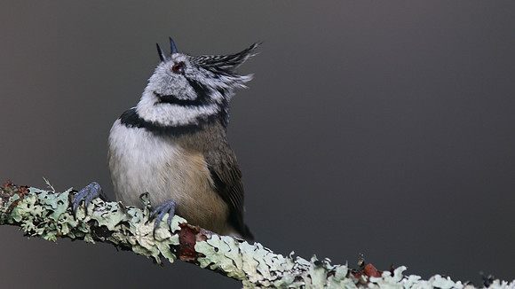 Crested Tit, Loch Garten, Feb 2016