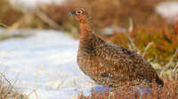 Red Grouse, Lochindorb, Feb 2015