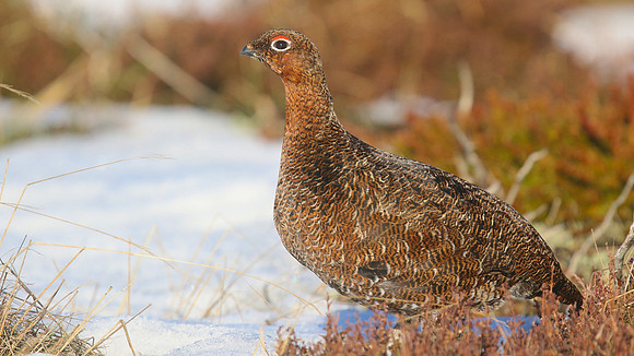 Red Grouse, Lochindorb, Feb 2015