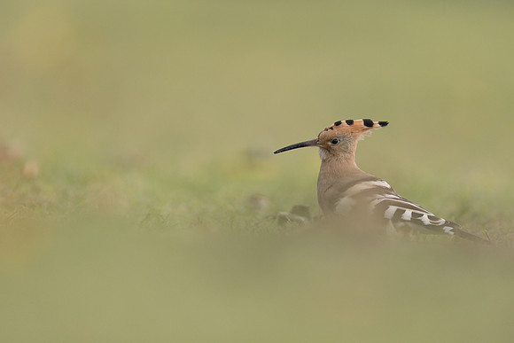 Hoopoe, Swansea, October 2024