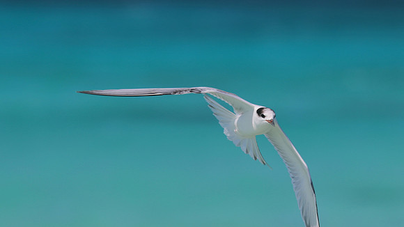 Common Tern. Arashi Beach, Aruba, November 2015