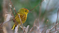 Yellow Warbler