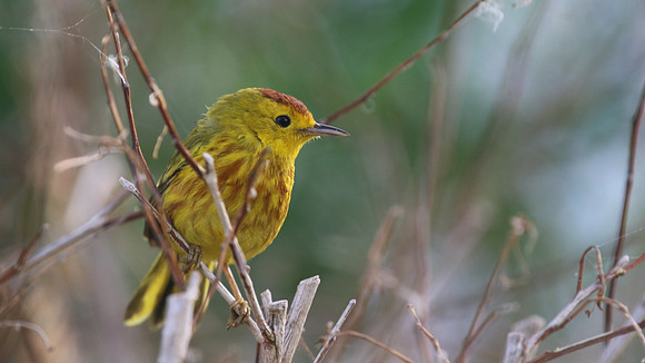 Yellow Warbler, Palm Beach, Aruba, November 2015.
