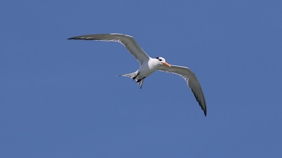 Royal Tern, Arashi Beach, Aruba, November 2015
