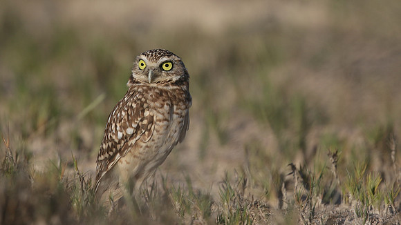 Burrowing Owl, Palm Beach, Aruba, November 2015