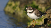 Semipalmated Plover, Arashi Beach, Aruba, November 2015