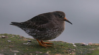 Purple Sandpiper