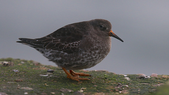 Purple Sandpiper, Burghead, February 2016.