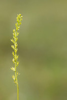 Bog Orchid