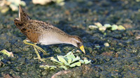 Rails and Crakes