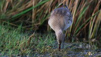 Hudsonian Godwit, Palm Beach, Aruba, November 2015