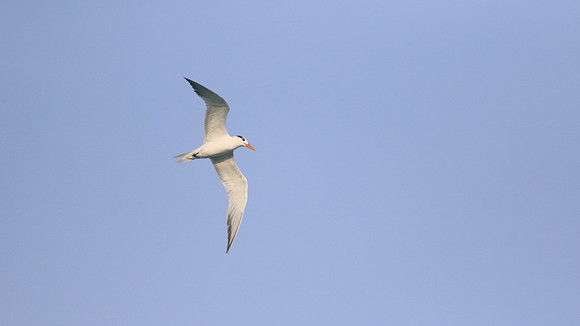 Royal Tern, Eagle Beach, Aruba, November 2015