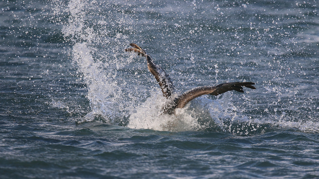Brown Pelican, Arashi Beach, Aruba, November 2015