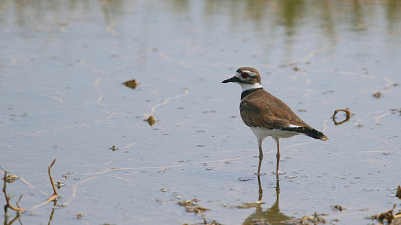 Killdeer, Palm Beach, Aruba, November 2015.