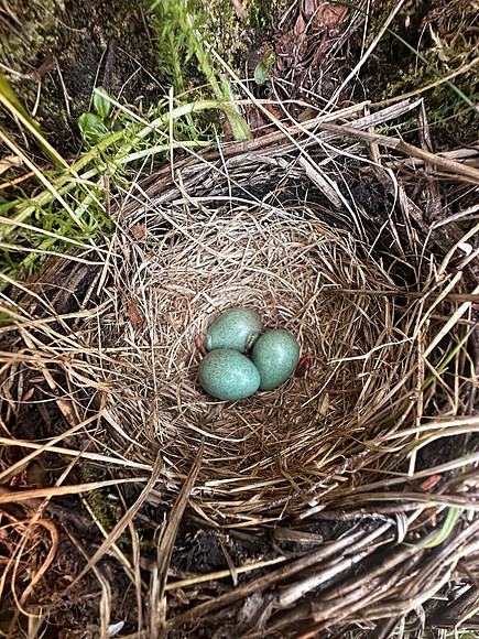 Redwing, Sandfjord, Norway, June 2025