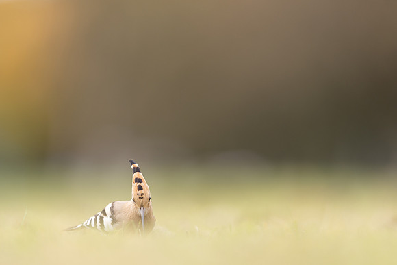 Hoopoe, Swansea, October 2024