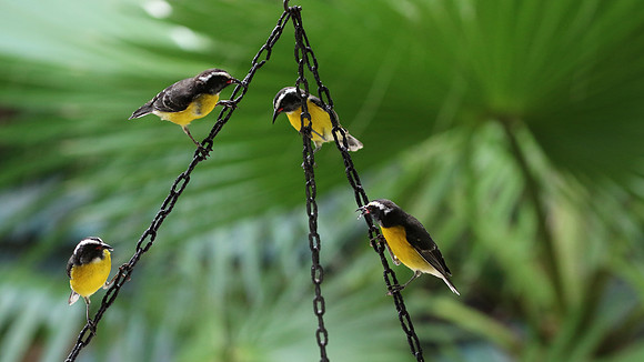 Bananaquit, Aruba Butterfly farm, Aruba, November 2015