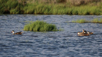 White-cheeked Pintail