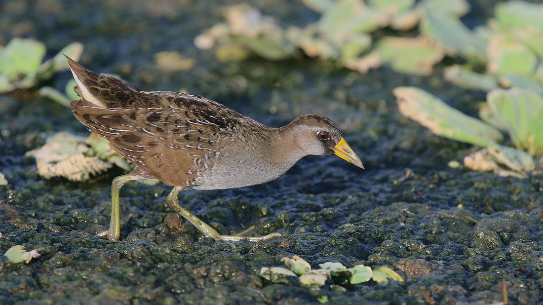 Sora, Bubali Pond, Aruba, November 2015