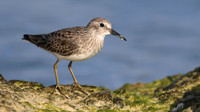 Least Sandpiper