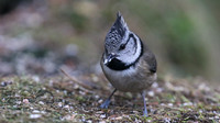 Crested Tit