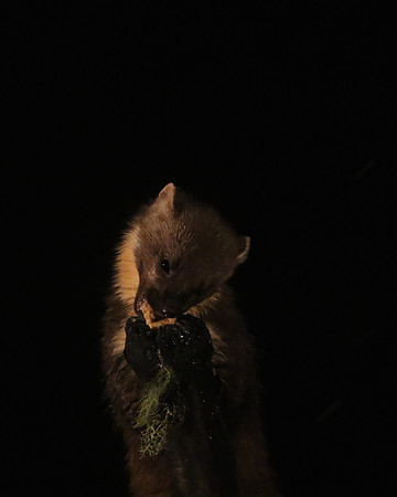 Pine Martin, Rothiemurchus, February 2016