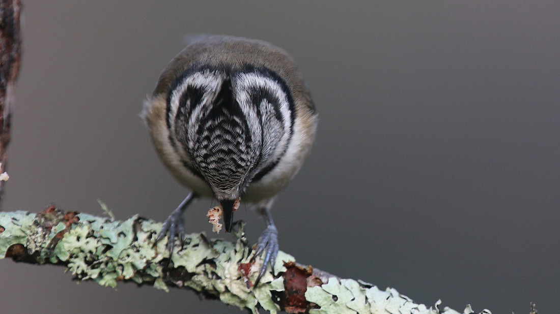 Crested Tit, Loch Garten, Feb 2016