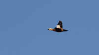 Ruddy Shelduck