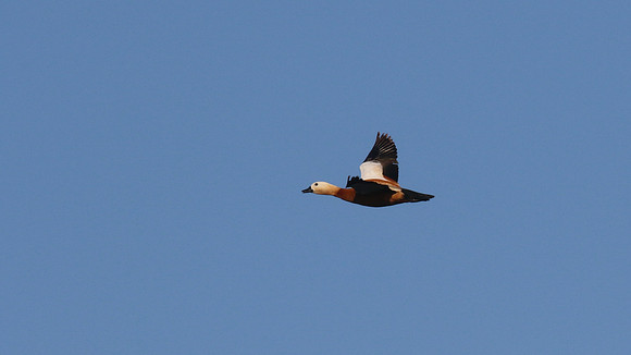 Ruddy Shelduck, Larnaca Sewage Works, May 2016