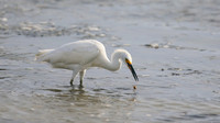 Snowy Egret, Palm Beach, Aruba, November 2015
