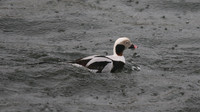 Long-tailed Duck, Lossiemouth, February 2016