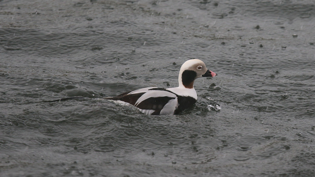 Long-tailed Duck, Lossiemouth, February 2016