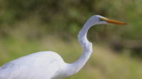 Great Egret, Palm Beach, Aruba, November 2015