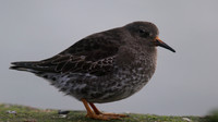 Purple Sandpiper, Burghead, February 2016