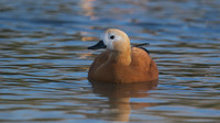 Ruddy Shelduck, Slimbridge, January 2015