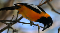 Venezuelan Troupial, Palm Beach, Aruba, November 2015