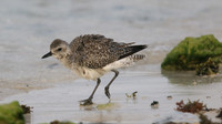 Black-belled Plover, Arashi Beach, Aruba, November 2015