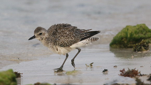 Black-belled Plover, Arashi Beach, Aruba, November 2015