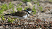 Killdeer