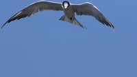 Common Tern. Arashi Beach, Aruba, November 2015