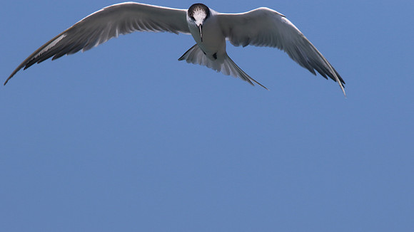 Common Tern. Arashi Beach, Aruba, November 2015
