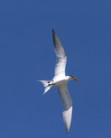 Royal Tern, Arashi Beach, Aruba, November 2015