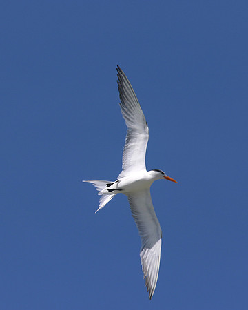 Royal Tern, Arashi Beach, Aruba, November 2015