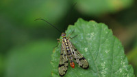 Scorpion Flies