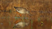 Redshank, Logoa dos Salgados, Portugal, September 2015