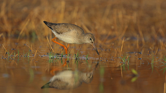 Redshank, Logoa dos Salgados, Portugal, September 2015