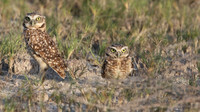 Burrowing Owl, Palm Beach, Aruba, November 2015.