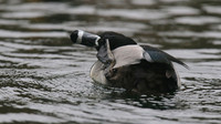 Ring-necked Duck, Pitlochry, February 2016