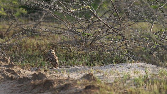 Burrowing Owl, Palm Beach, Aruba, November 2015